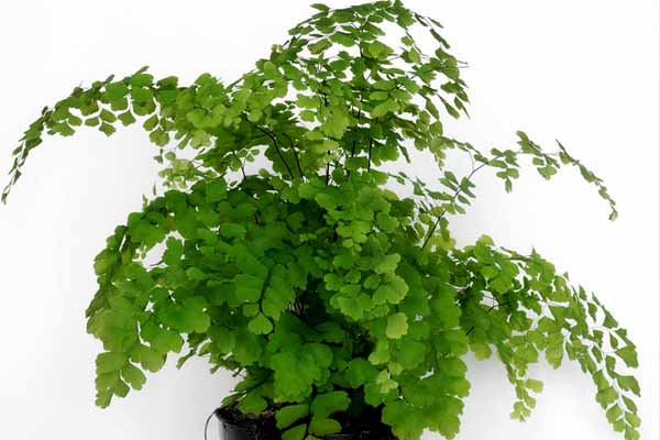 پرورش گیاه پرسیاوشان